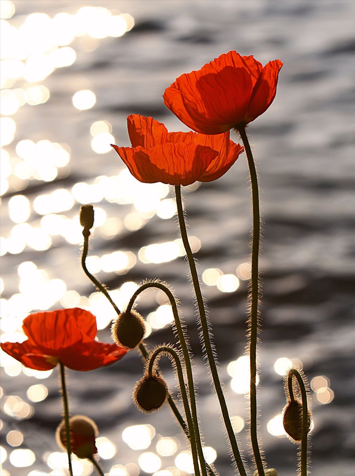Photo of HAINES, Poppy