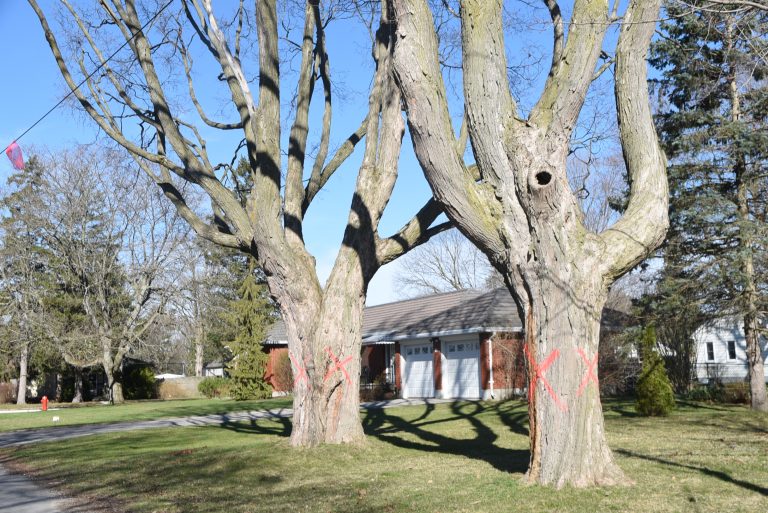 Trees to be razed to make way for Clarence roadwork
