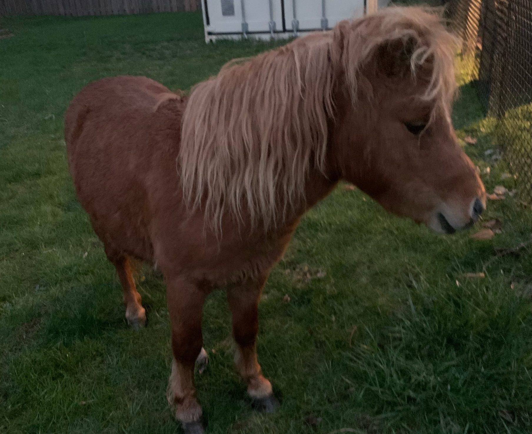 Featured image for "Miniature horse returned to owner"