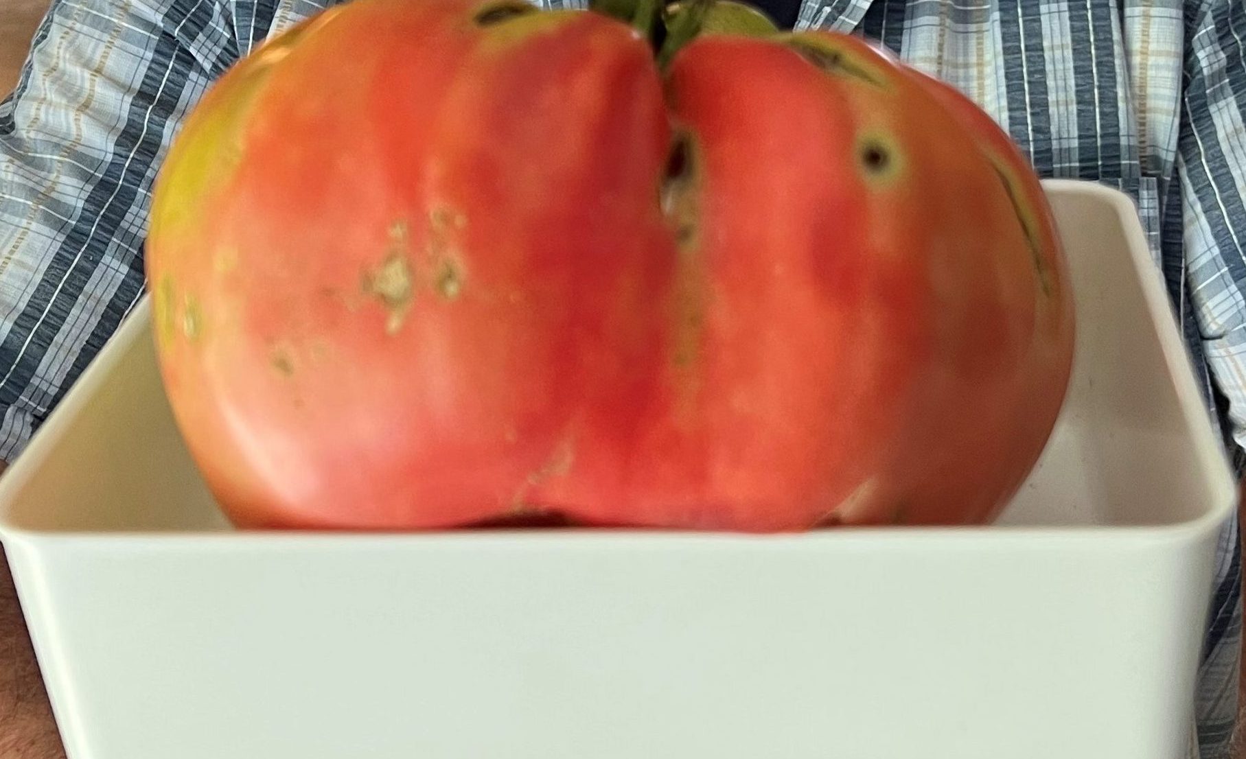 Featured image for "One big tomato"