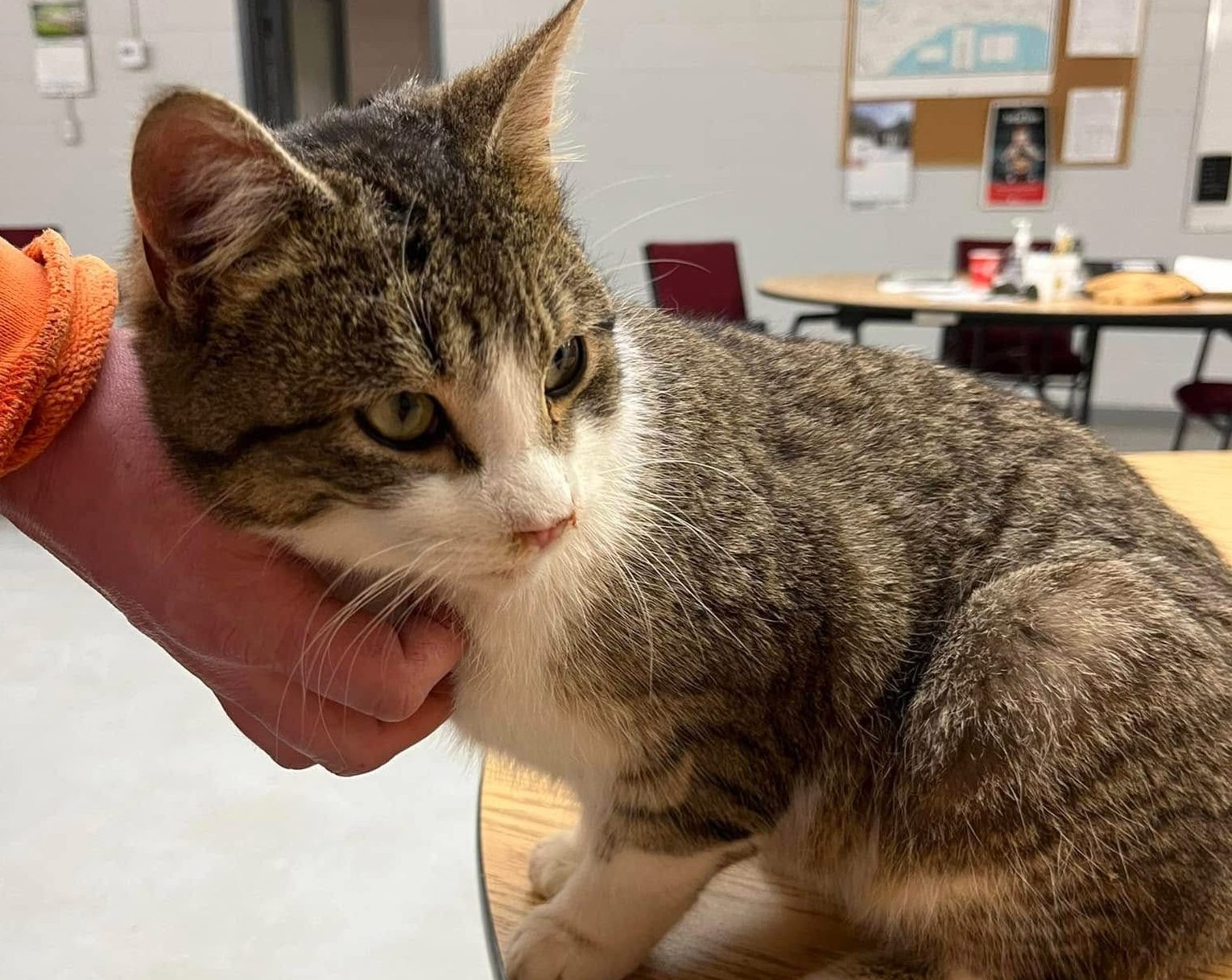 Featured image for "Snowplow operator saves abandoned cat"