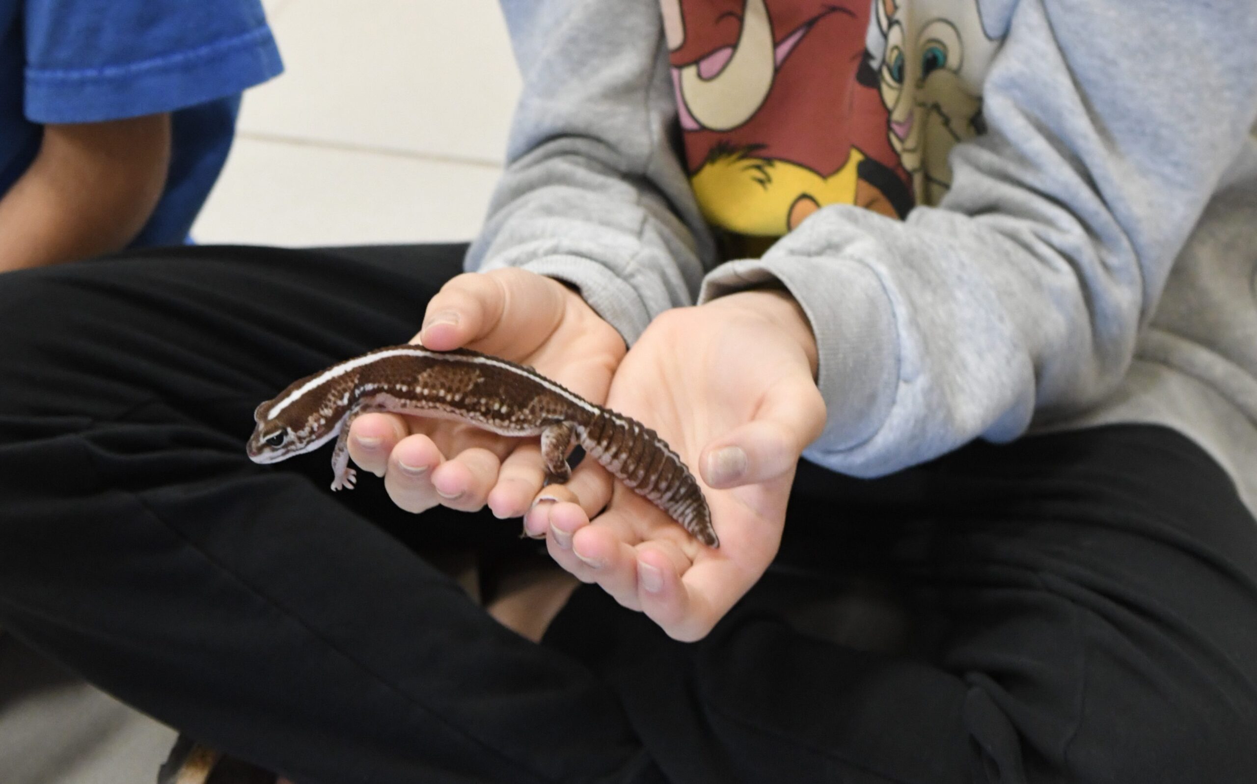 Featured image for "Meeting some reptiles at Springfield library"