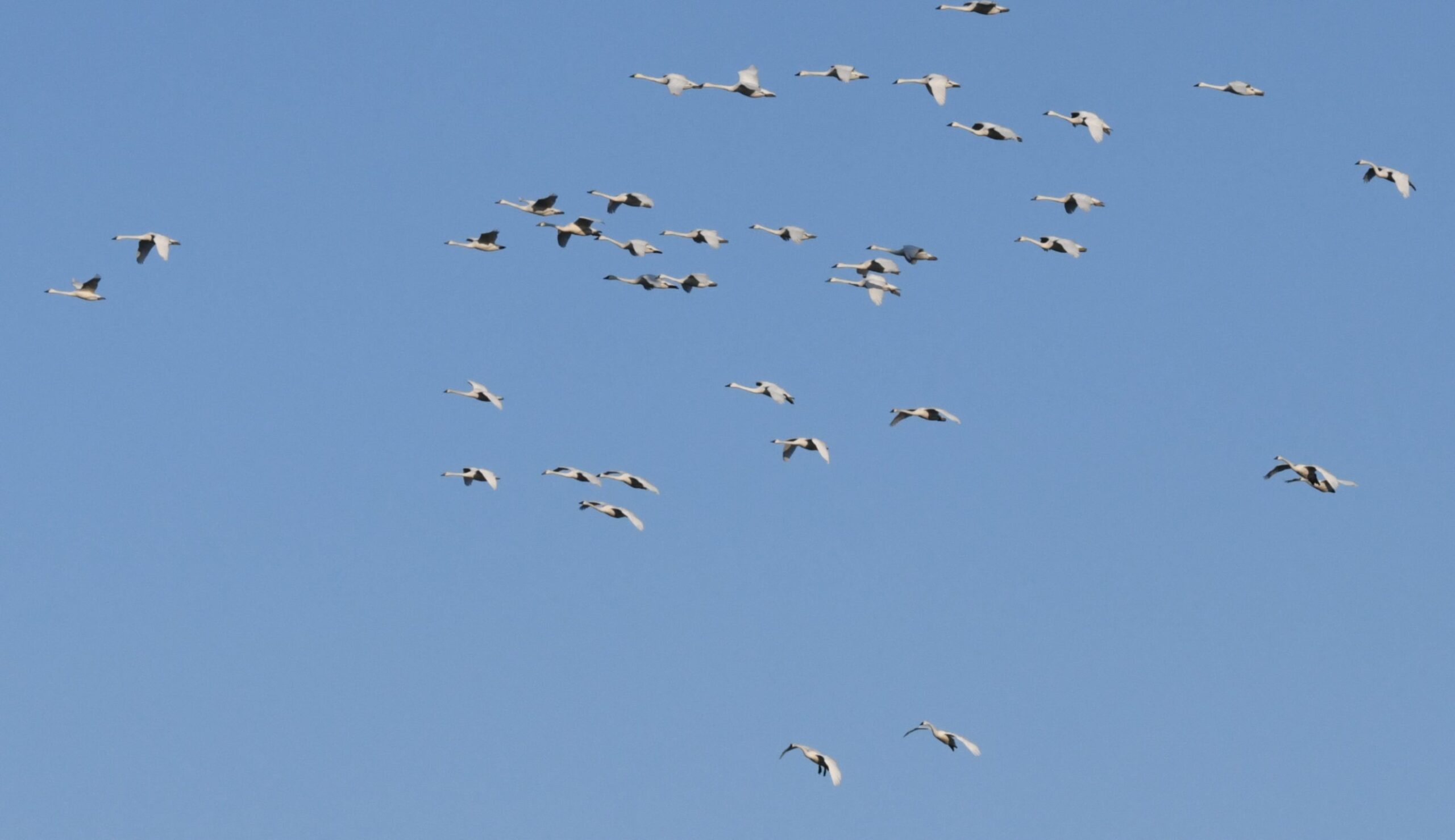 Featured image for "Tundra swans migrating northward"